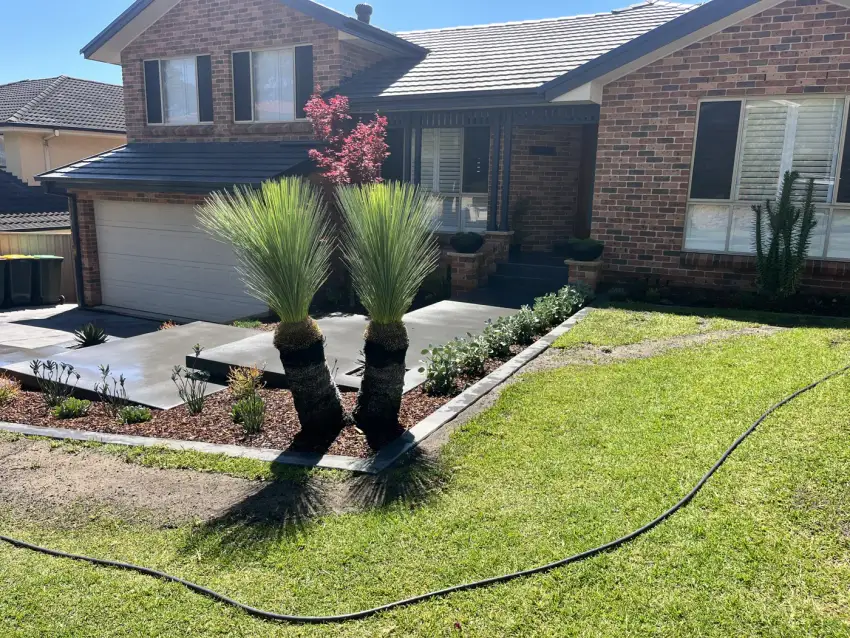 Two established grass trees set into a freshly laid turf lawn beside a rendered home.